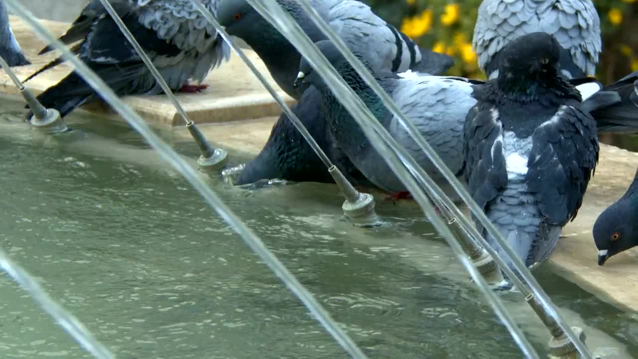 Stock Footage Urban Pigeons Drinking Water In A Fountain Live Wallpaper - Free Download