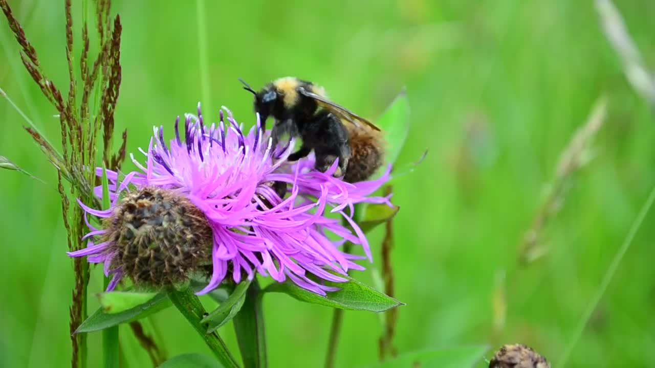 Stock Video Bee Perched On A Purple Flower In Nature Live Wallpaper For PC - Free Download