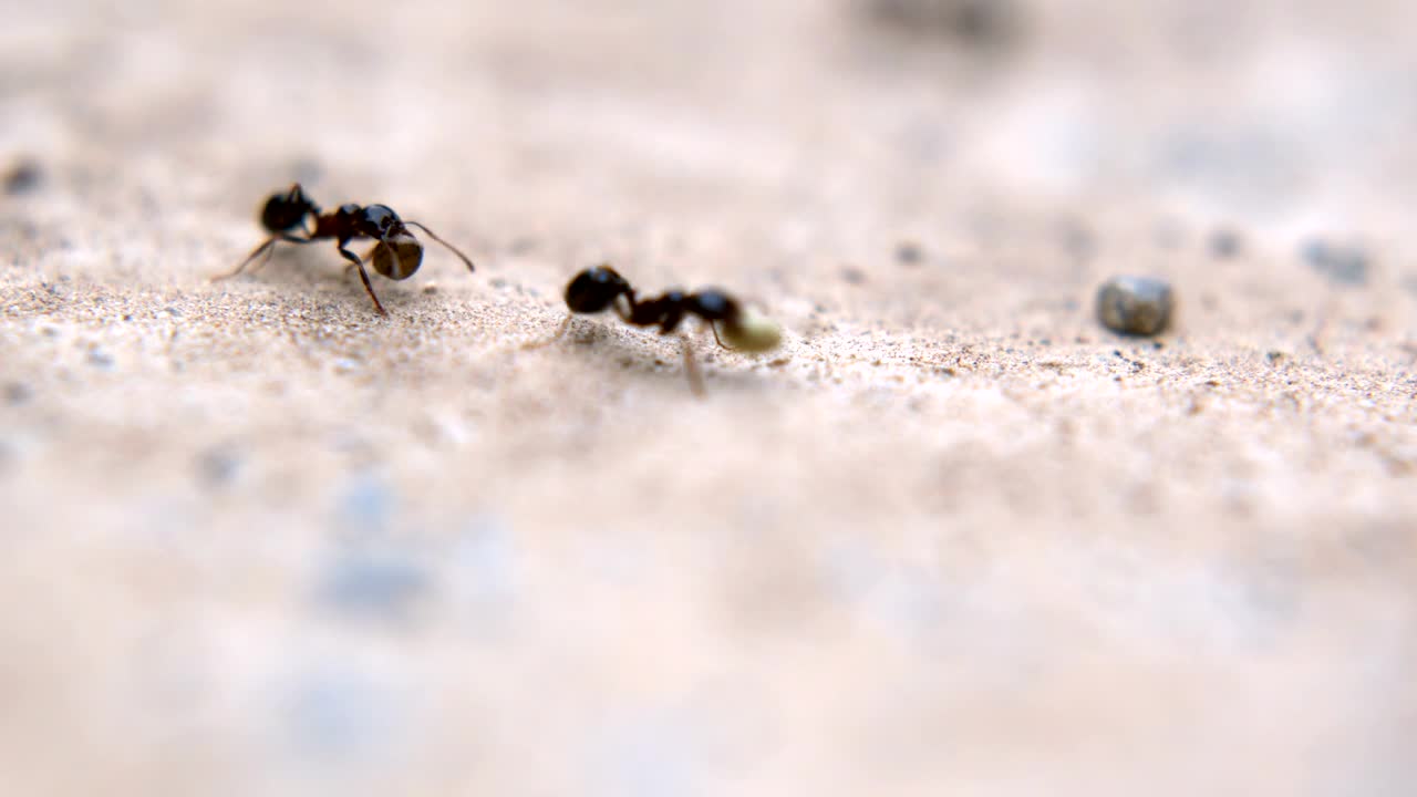 Stock Video Black Ants Working Macro Close Up Live Wallpaper For PC - Free Download