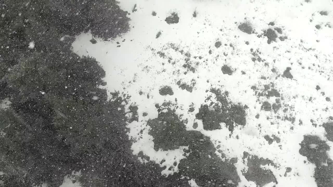 Free Video Stock Snowstorm In A Pine Forest Live Wallpaper - Free Download