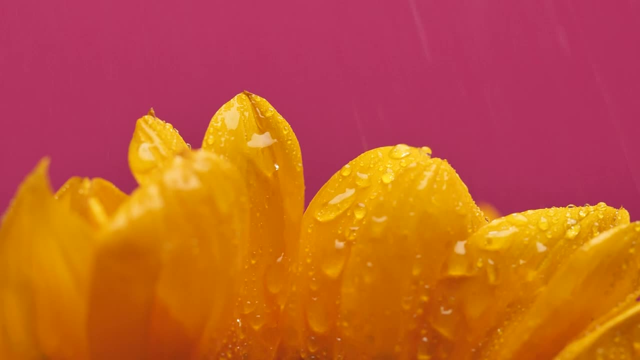 Video Stock Petals Of A Sunflower Being Watered Live Wallpaper Free - Free Download