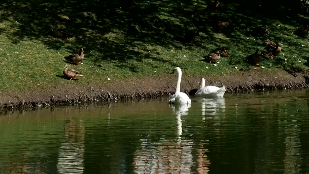 Free Video Stock swans and ducks in the lakeshore Live Wallpaper - Free Download