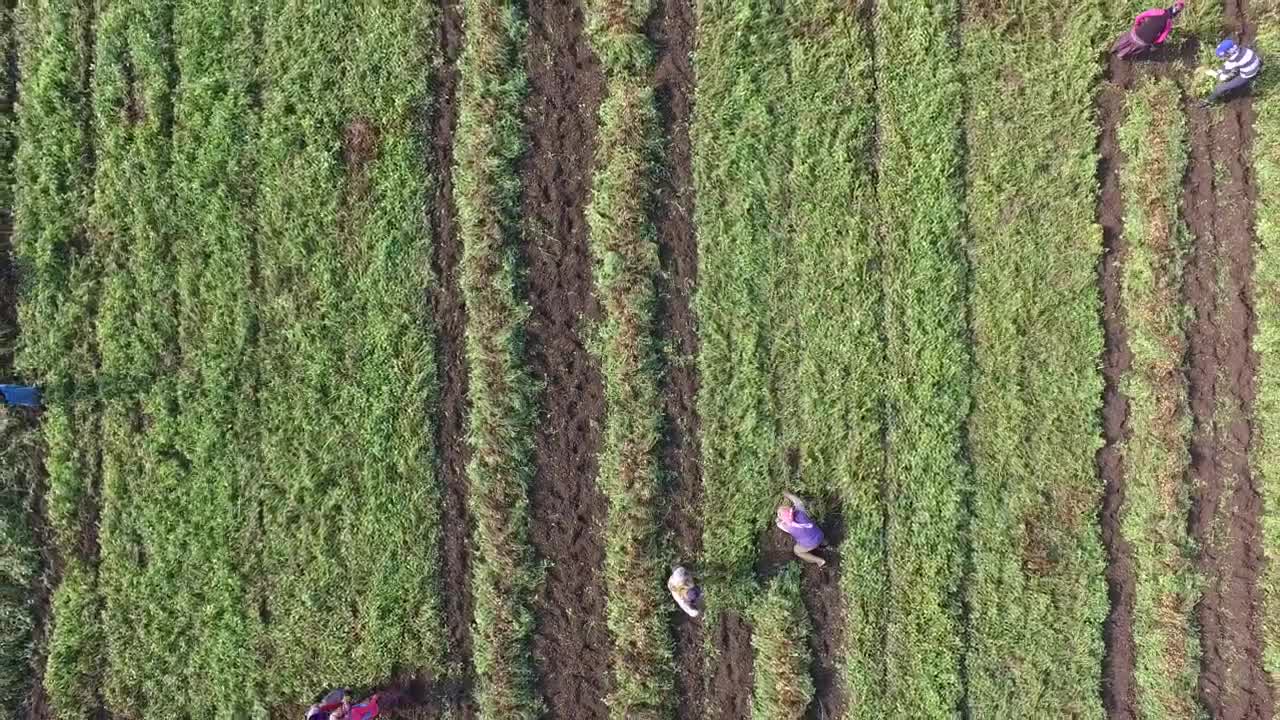 Stock Video People Harvesting In The Crop Field Live Wallpaper - Free Download