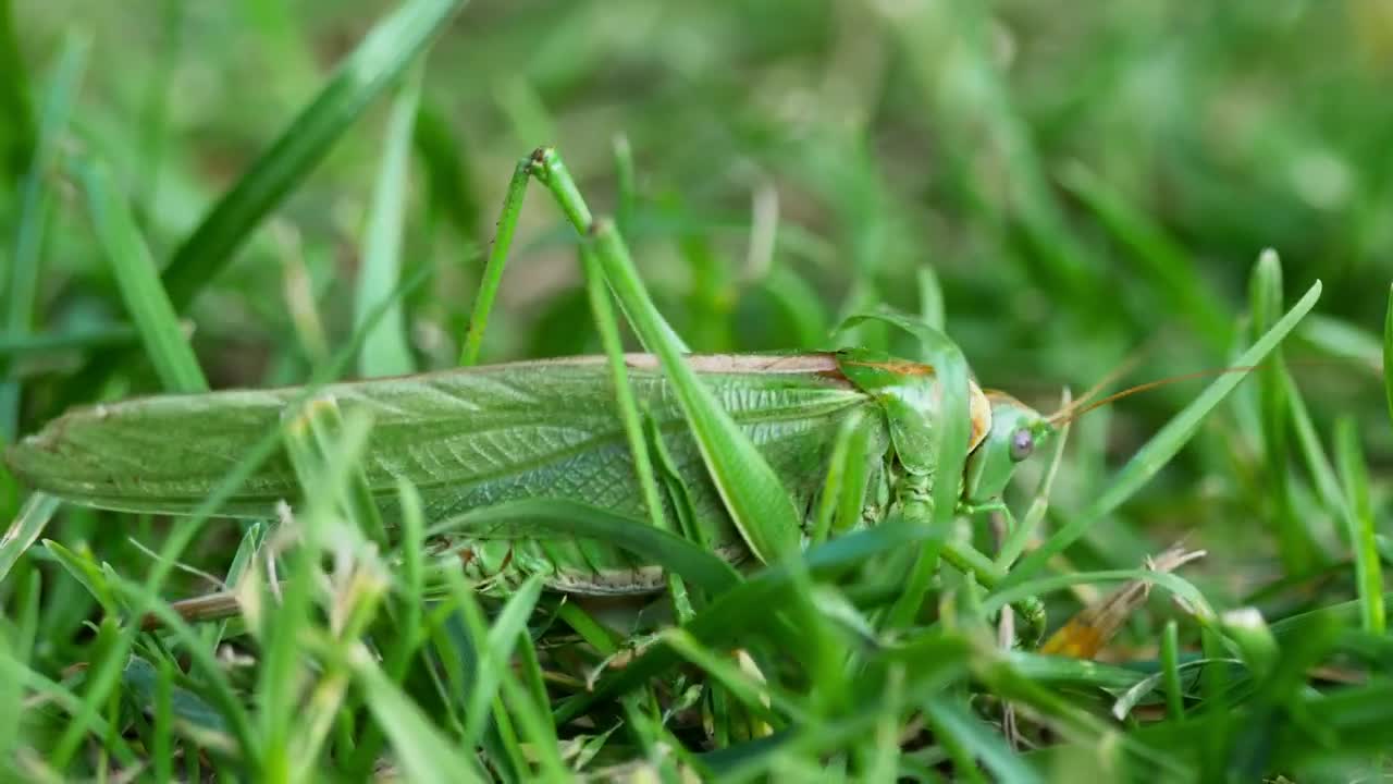Stock Video Big Green Leaf Insect Live Wallpaper For PC - Free Download