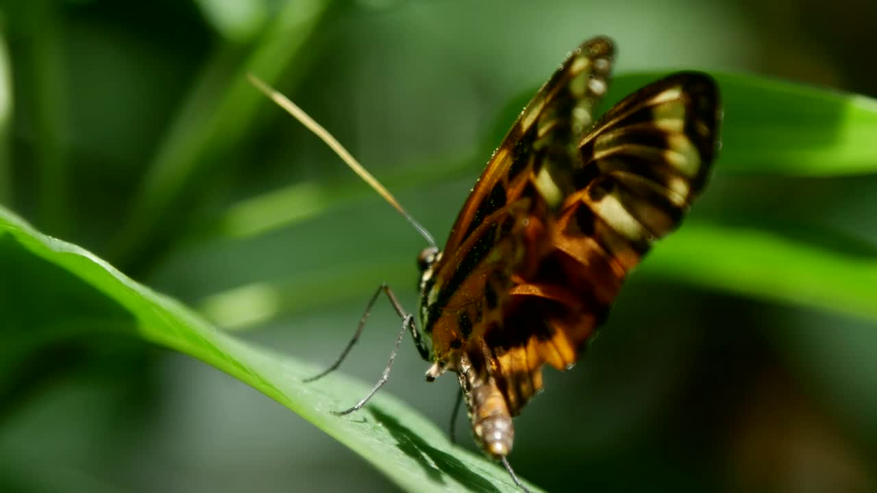 Stock Video Beautiful Butterfly Standing On A Leaf Live Wallpaper For PC - Free Download
