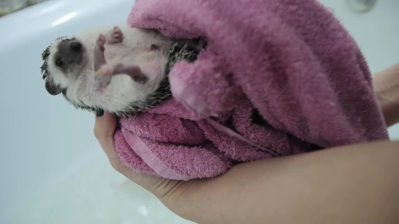 Stock Video Drying A Pet Hedgehog After A Bath Live Wallpaper For PC - Free Download
