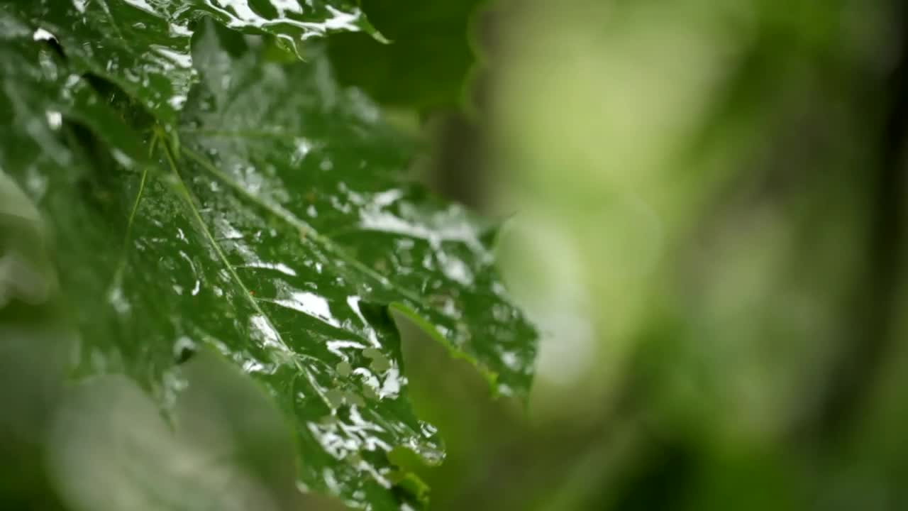 Video Stock Rain Landing On Maple Leaves Live Wallpaper Free - Free Download