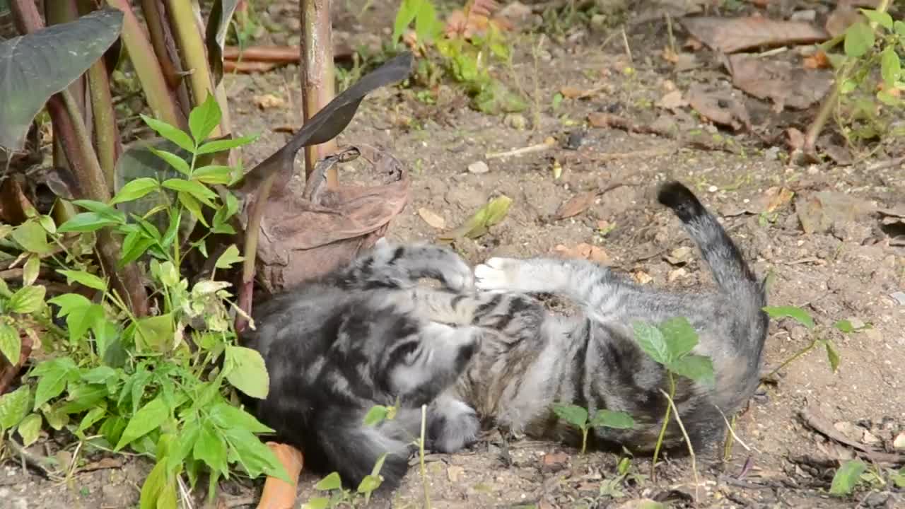 Stock Video Kittens Play Fighting Animated Wallpaper - Free Download