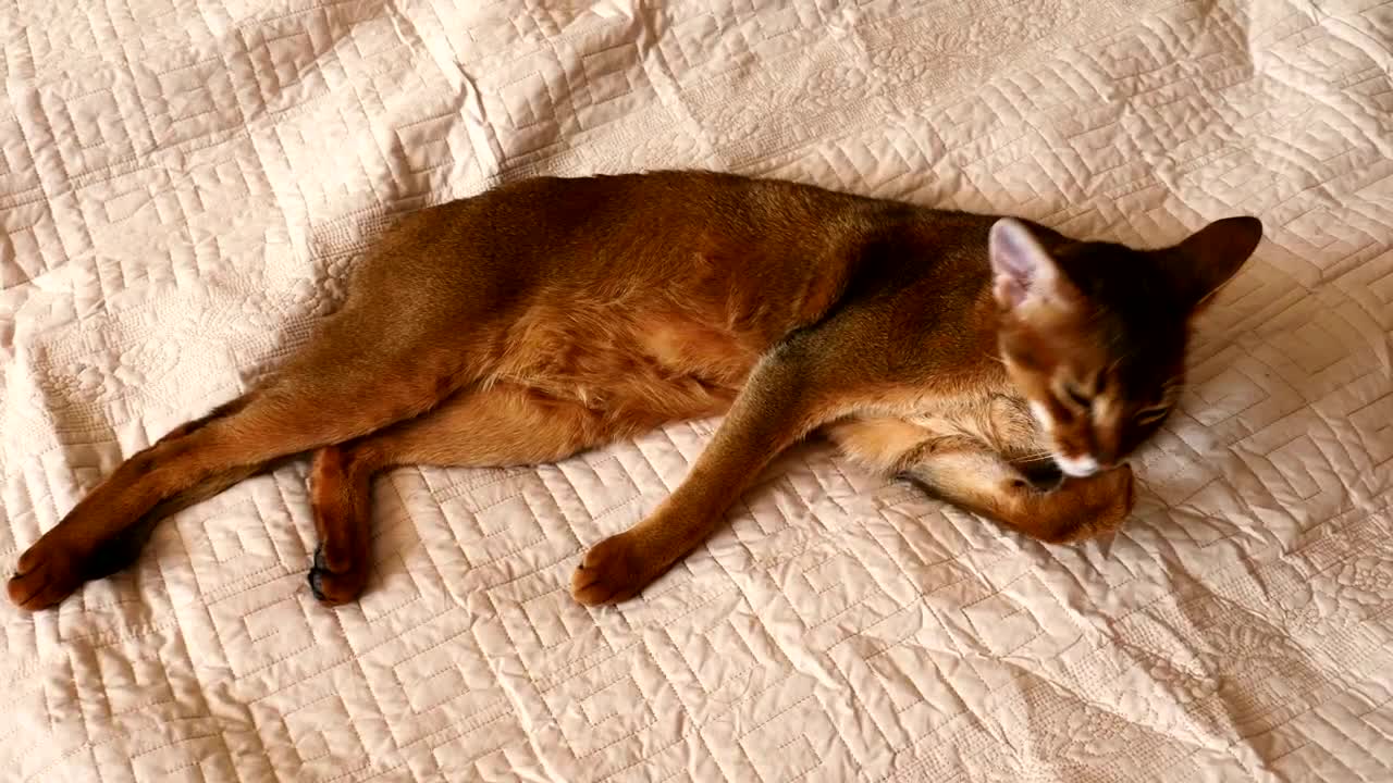 Video Stock Cat Cleaning His Paw Live Wallpaper For PC - Free Download