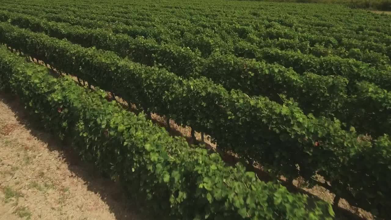 Stock Footage Vineyard Fields Live Wallpaper - Free Download