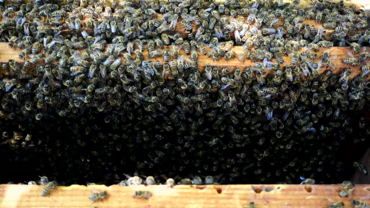 Video Stock Busy In The Beehive Live Wallpaper For PC - Free Download