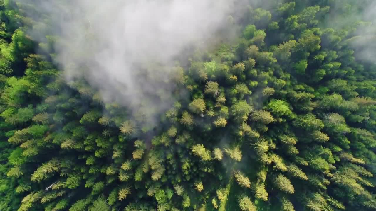 Free Video Stock top aerial view of a mist filled forest Live Wallpaper - Free Download