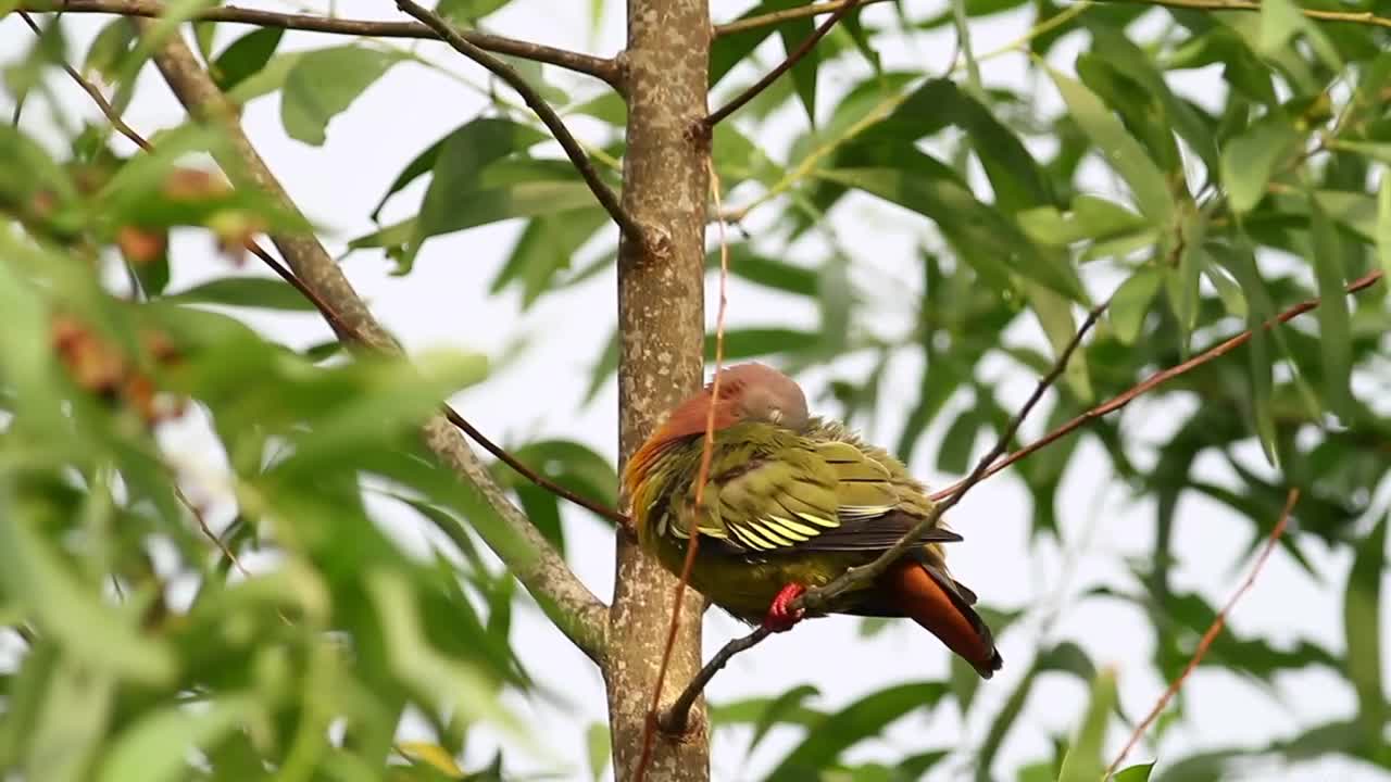 Stock Video Colorful Pigeon High Up In A Tree Live Wallpaper For PC - Free Download