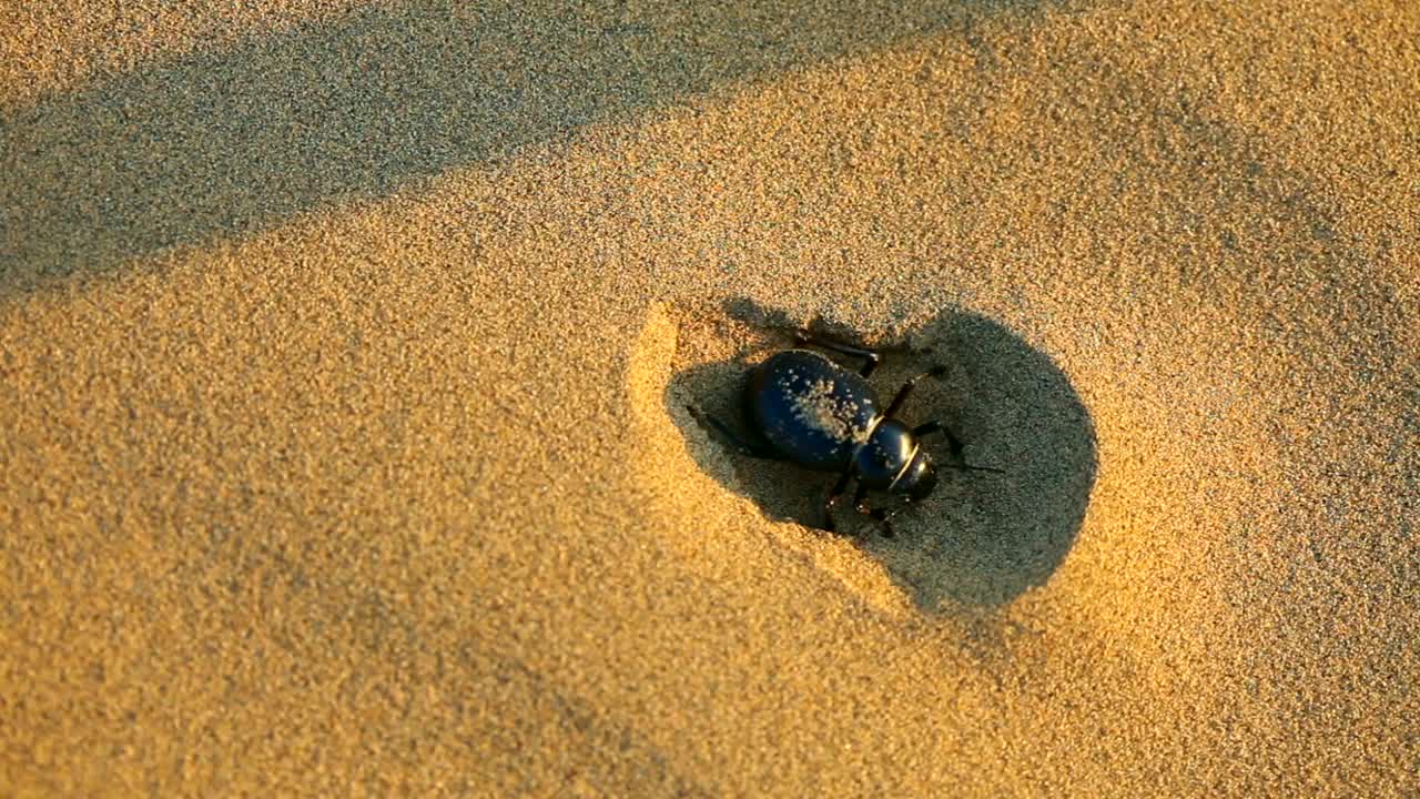 Stock Video Beetle Hiding In The Sand Live Wallpaper For PC - Free Download