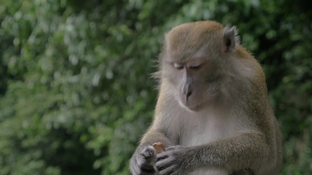 Stock Video Monkey Eaten Candy Taken From Tourist Animated Wallpaper - Free Download