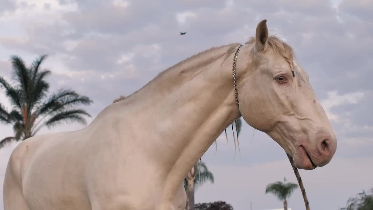 Stock Footage White Horse Chewing Live Wallpaper - Free Download