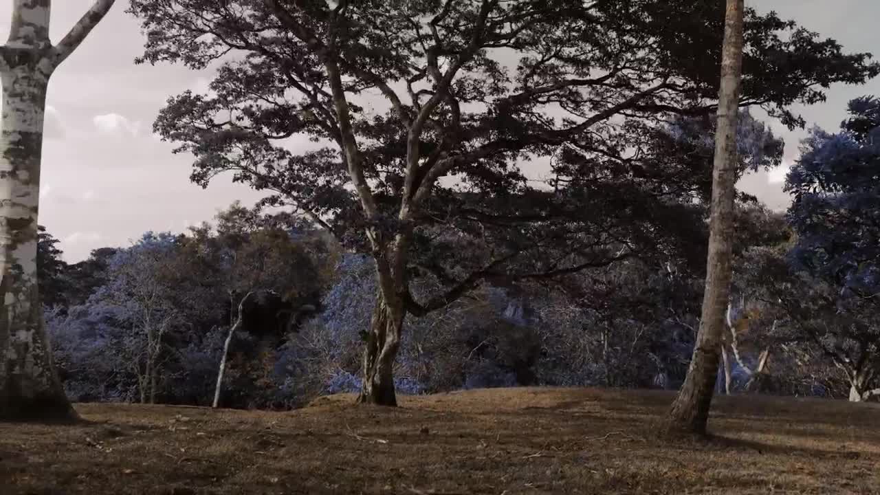 Free Video Stock time lapse of blooming jacarandas trees at a forest Live Wallpaper - Free Download