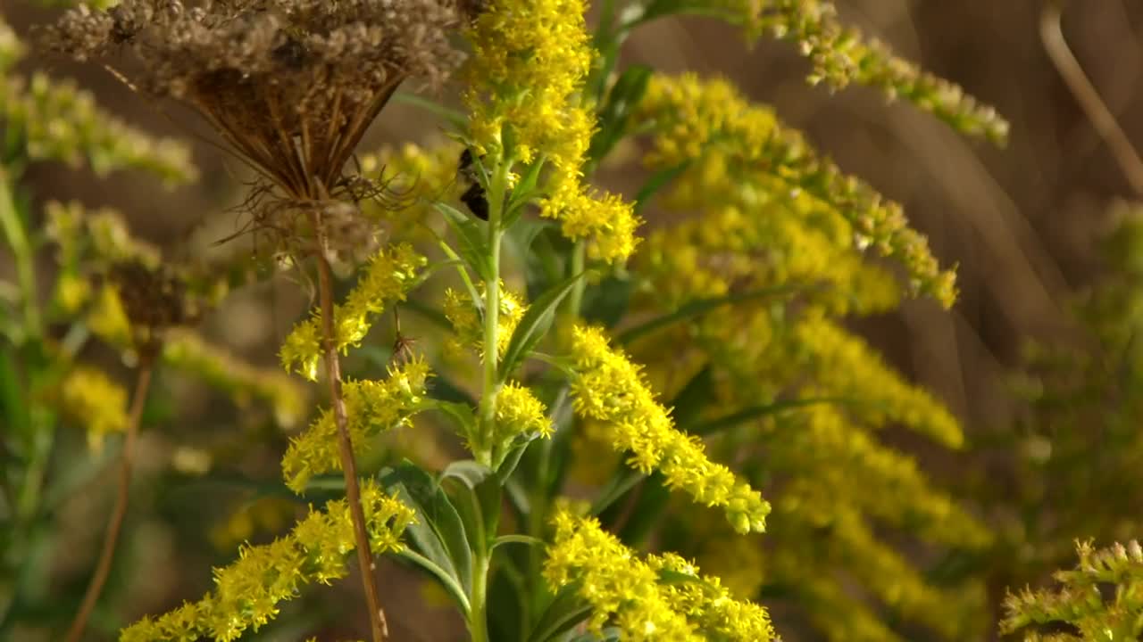 Video Stock Pollinating Wild Plants Live Wallpaper Free - Free Download