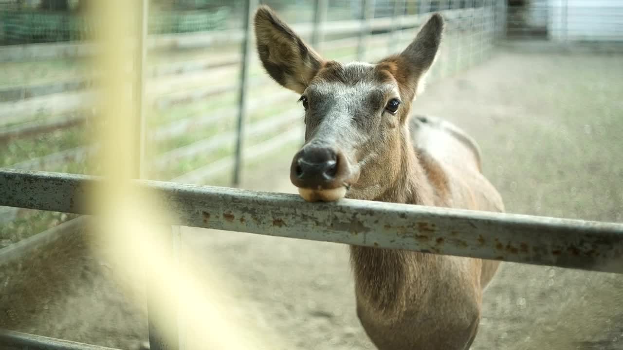 Stock Video Deer Standing In A Zoo Live Wallpaper For PC - Free Download