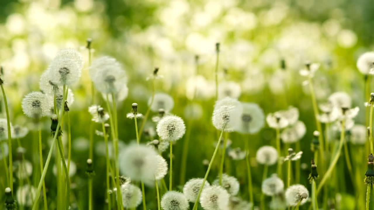 Stock Video Dandelions In Spring Live Wallpaper For PC - Free Download