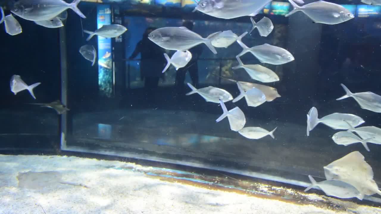 Free Stock Video Silver Fish In An Aquarium Live Wallpaper - Free Download