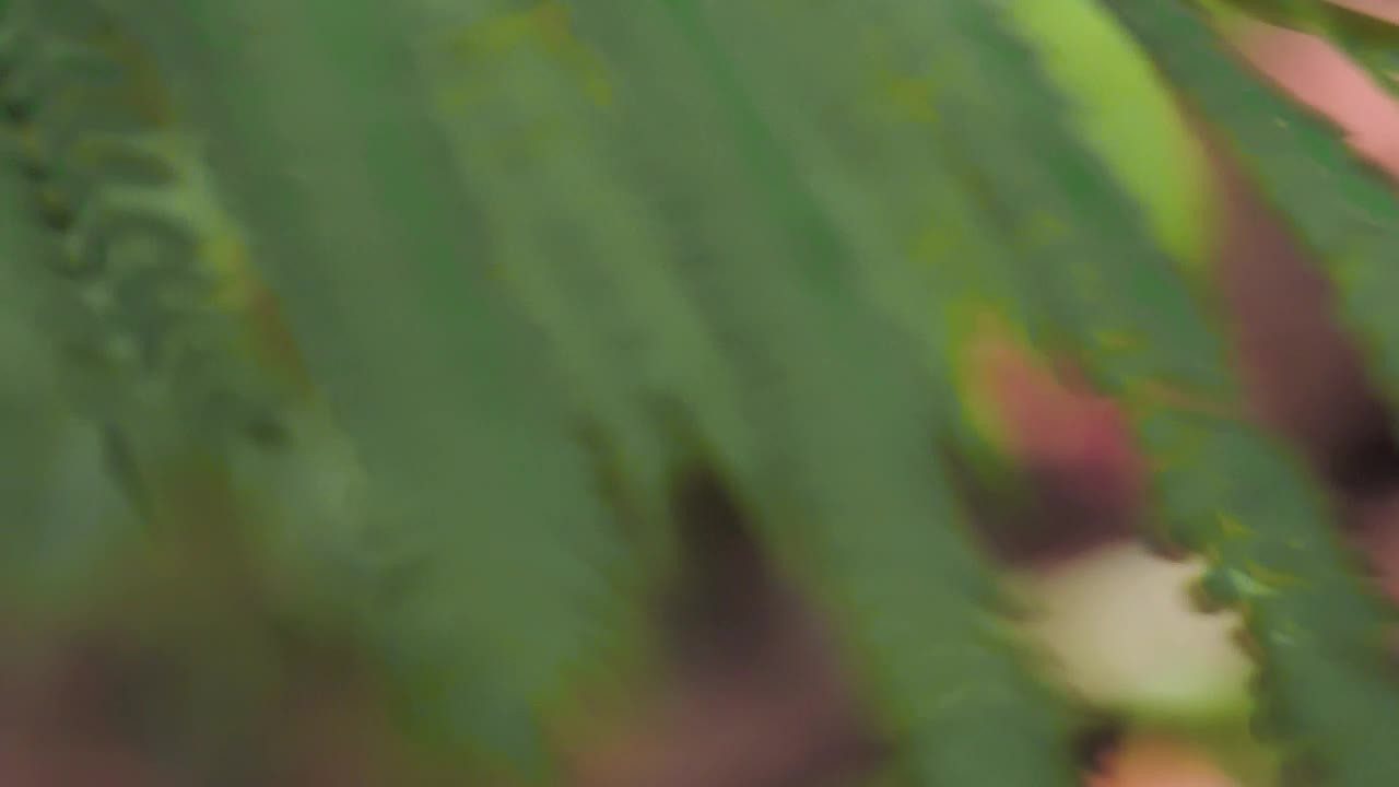 Stock Video Green Leaves Being Moved By The Wind Live Wallpaper For PC - Free Download