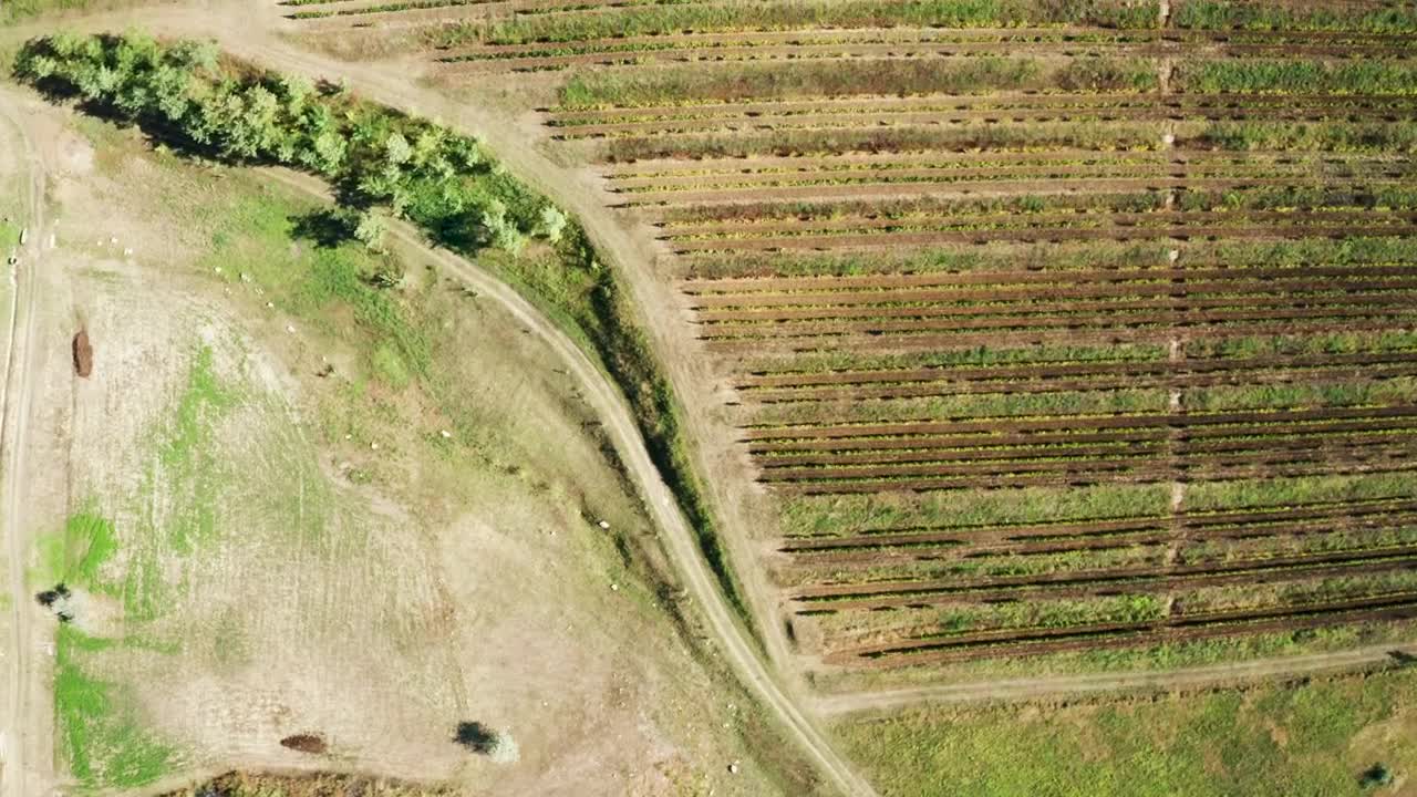 Stock Footage Vineyard And Empty Fields Live Wallpaper - Free Download