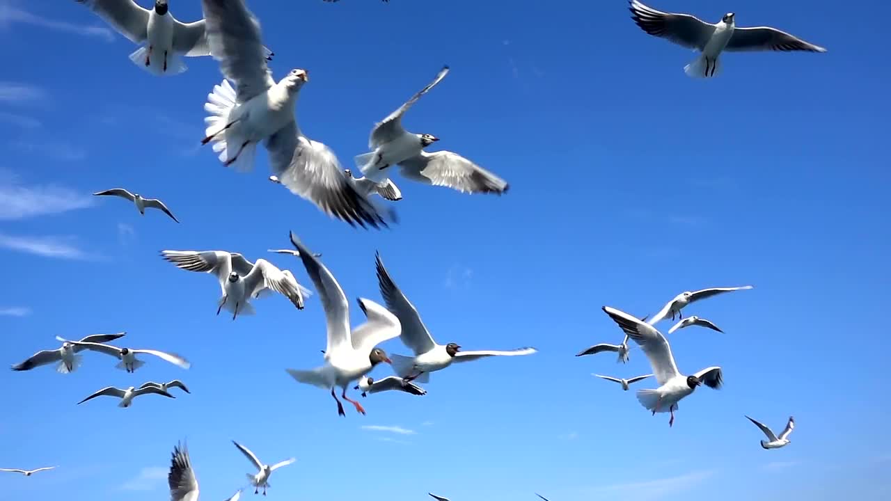 Stock Video Flock Of Seagulls In The Sky Live Wallpaper For PC - Free Download