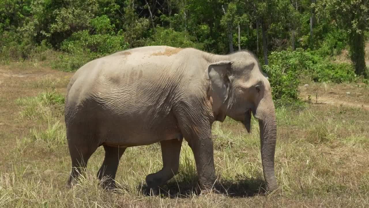 Stock Video Big Elephant Walking In A Meadow Live Wallpaper For PC - Free Download