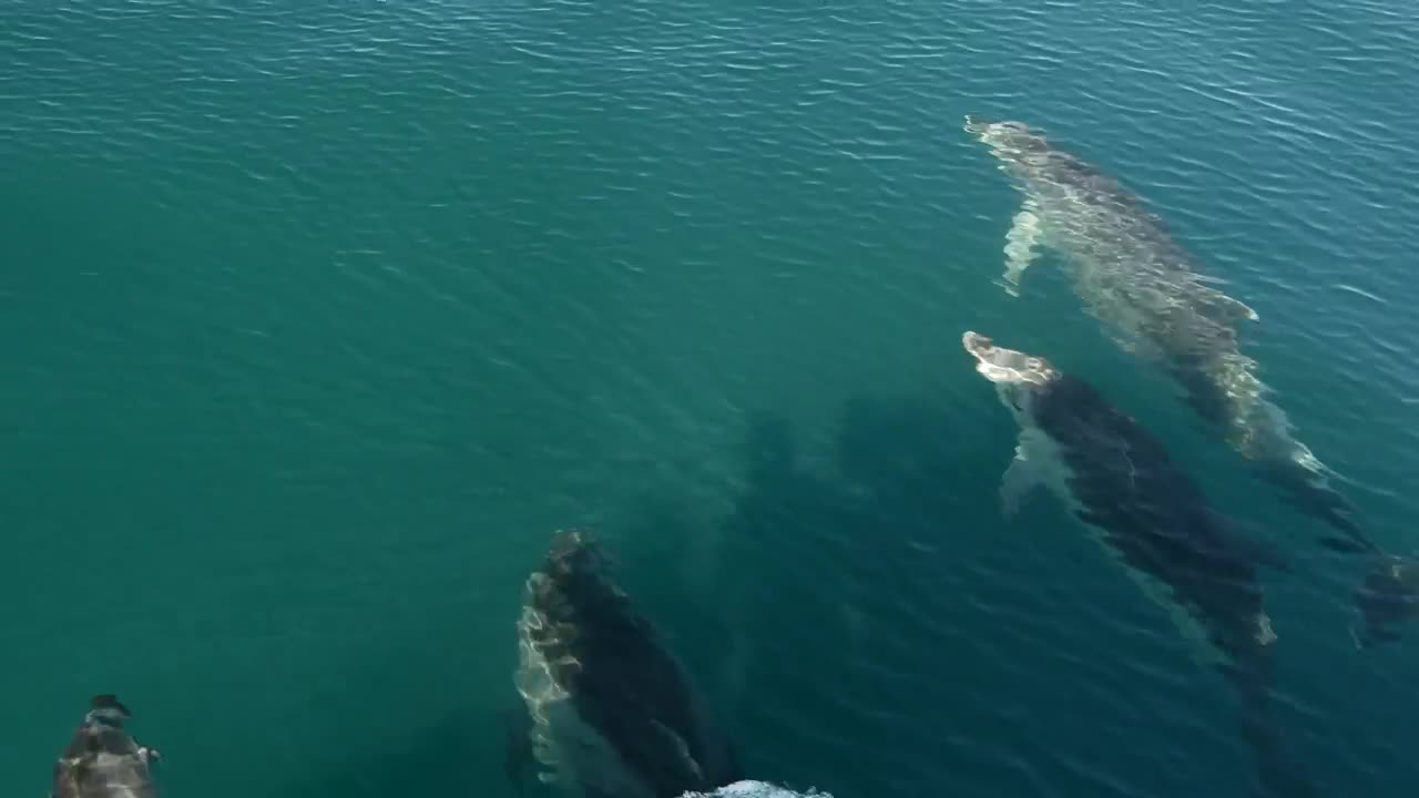 Stock Video Dolphins Swimming In The Sea Live Wallpaper For PC - Free Download
