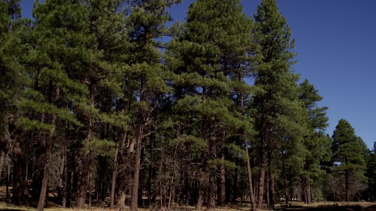 Stock Video Entrance To Forest With Very Tall Pines Live Wallpaper For PC - Free Download