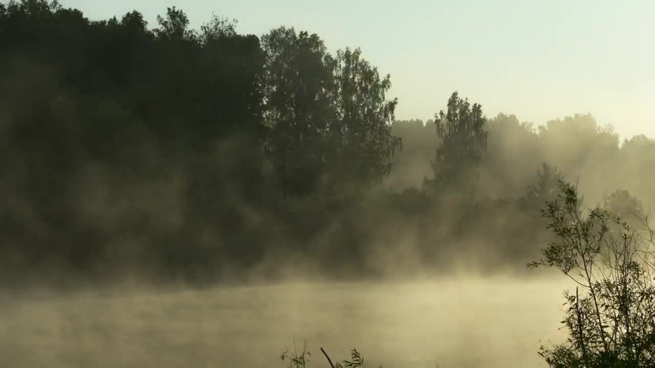 Stock Video Mist In The Forest Lak Animated Wallpaper - Free Download