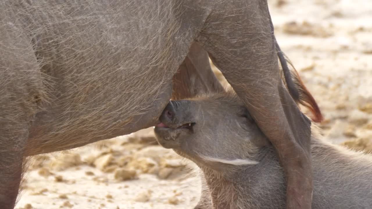 Stock Footage Warthog Baby Drinking Milk From His Mom Live Wallpaper - Free Download