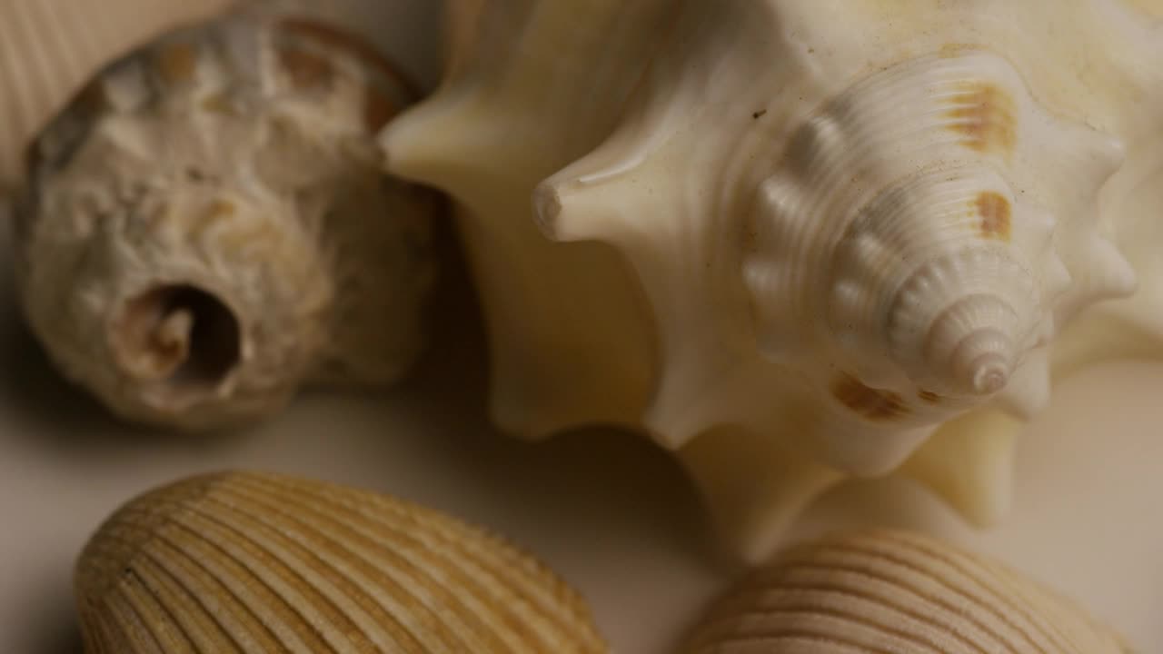 Video Stock Close Up Of Texture Of Sea Shells Live Wallpaper For PC - Free Download