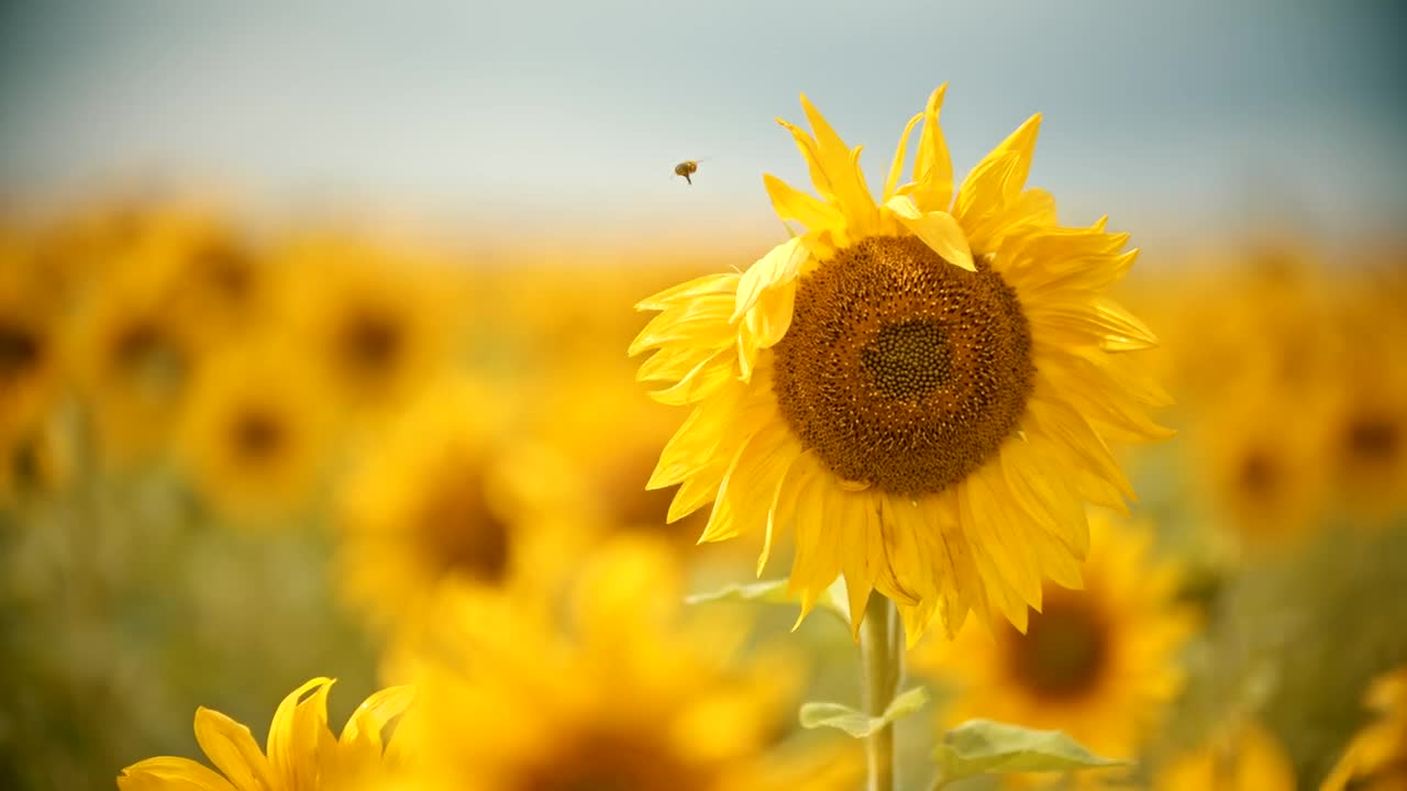 Free Video Stock Small Bee Perching On A Sunflower In A Field Live Wallpaper - Free Download