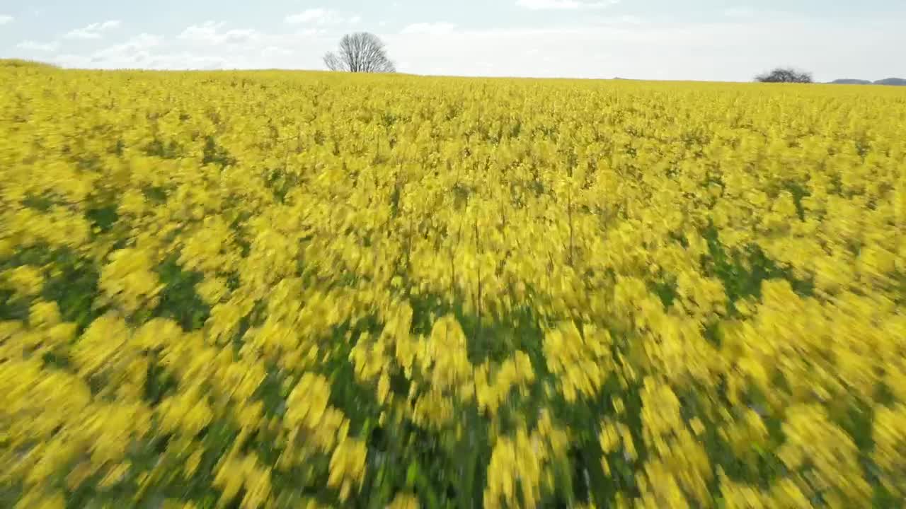 Stock Video Drone Flying Over Summer Crops Live Wallpaper For PC - Free Download