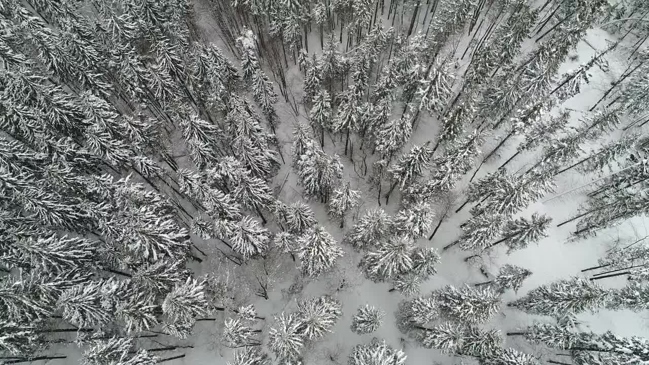 Free Video Stock Snow Covered Pines Top Aerial View Live Wallpaper - Free Download