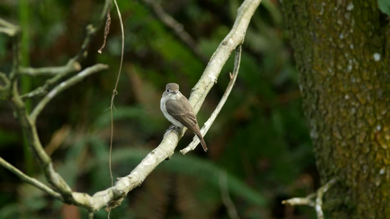 Stock Video Flycatcher Looking Around Live Wallpaper For PC - Free Download