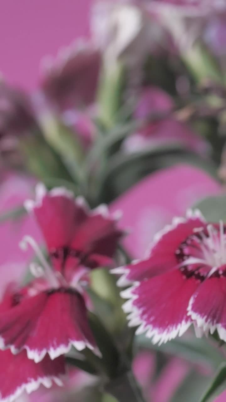 Stock Video Flowers Between Stems And Green Leaves Live Wallpaper For PC - Free Download