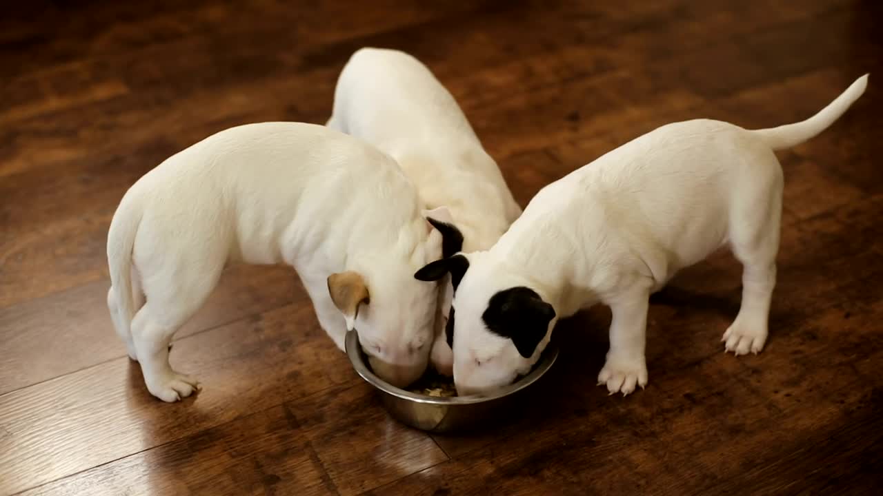 Stock Video Hungry Puppies Eating Together Animated Wallpaper - Free Download