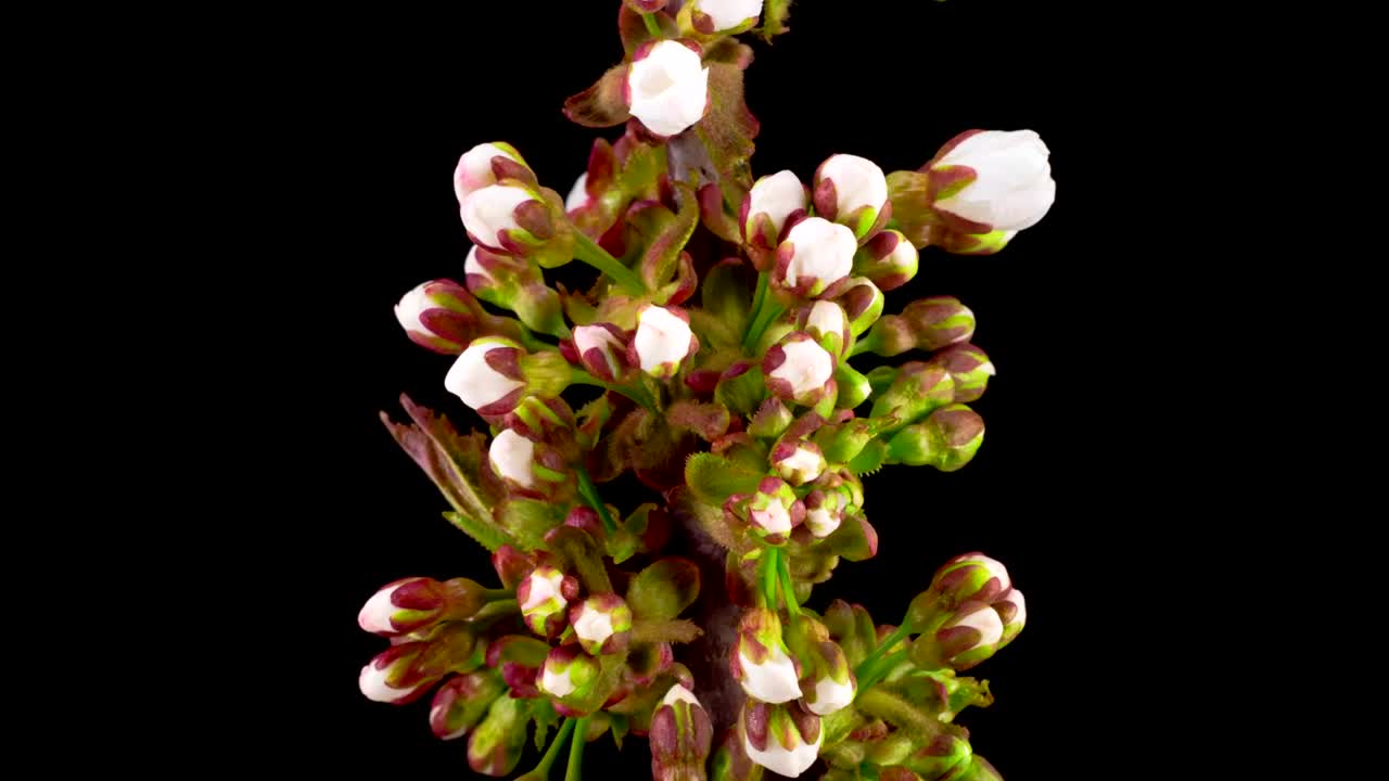 Free Stock Video White Apricot Flowers Blooming Time Lapse Live Wallpaper - Free Download