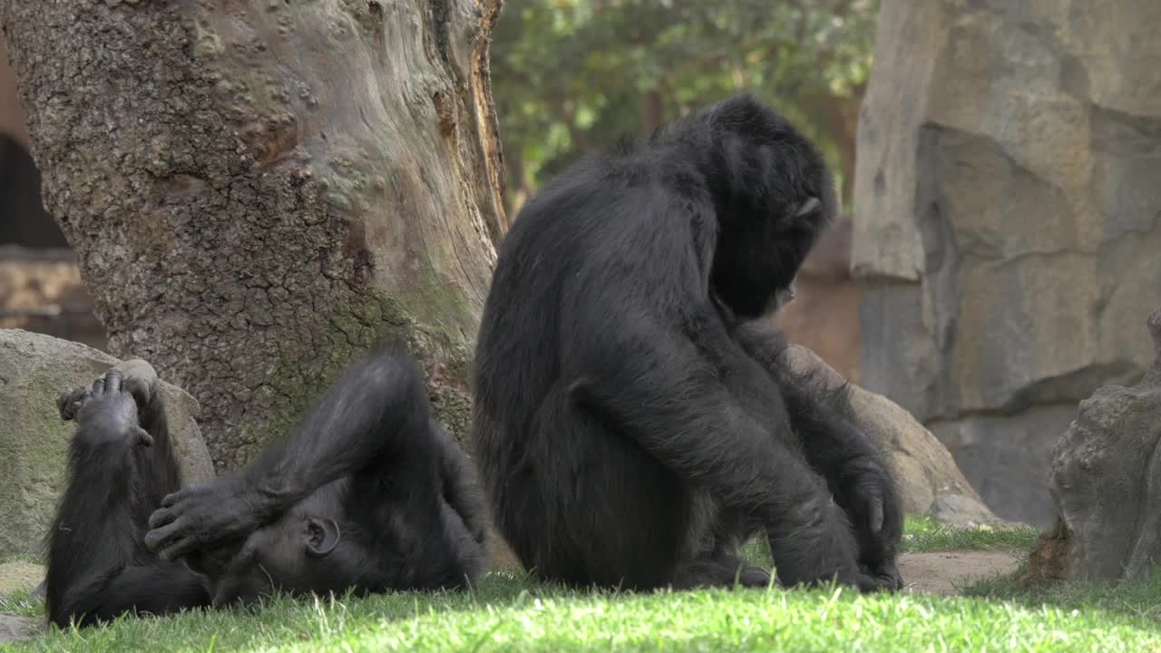 Video Stock Chimps Resting In The Shade Live Wallpaper For PC - Free Download