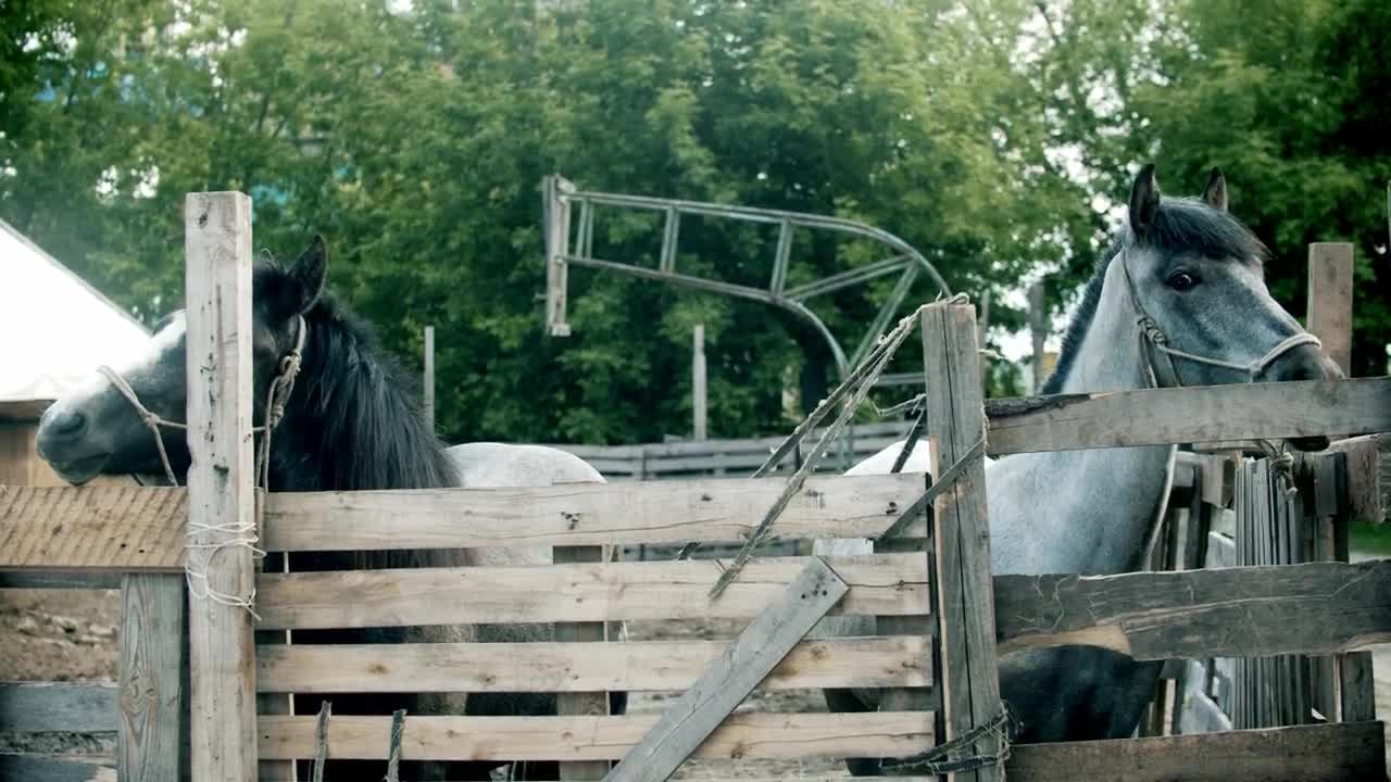 Stock Video Grey And Black Horses In The Stable Live Wallpaper For PC - Free Download
