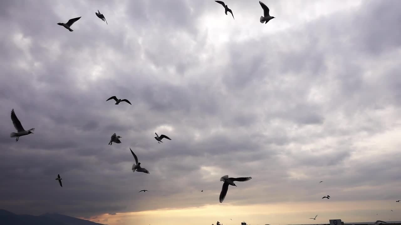Free Stock Video Seagulls Flying Over The Sea Before The Storm Live Wallpaper - Free Download