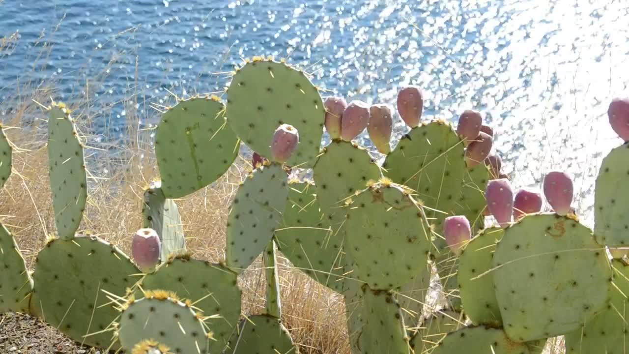 Video Stock Cactuses By The Ocean Live Wallpaper For PC - Free Download