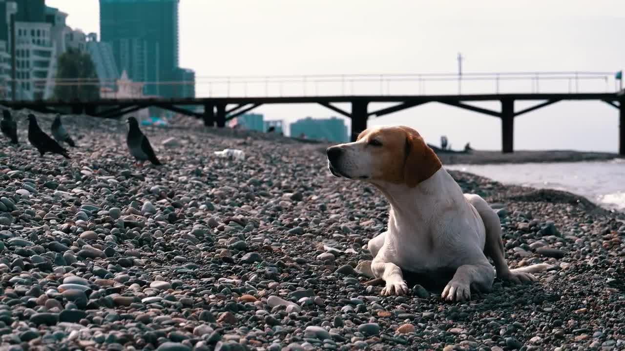 Stock Video Dog Laying On A Stone Beach Live Wallpaper For PC - Free Download