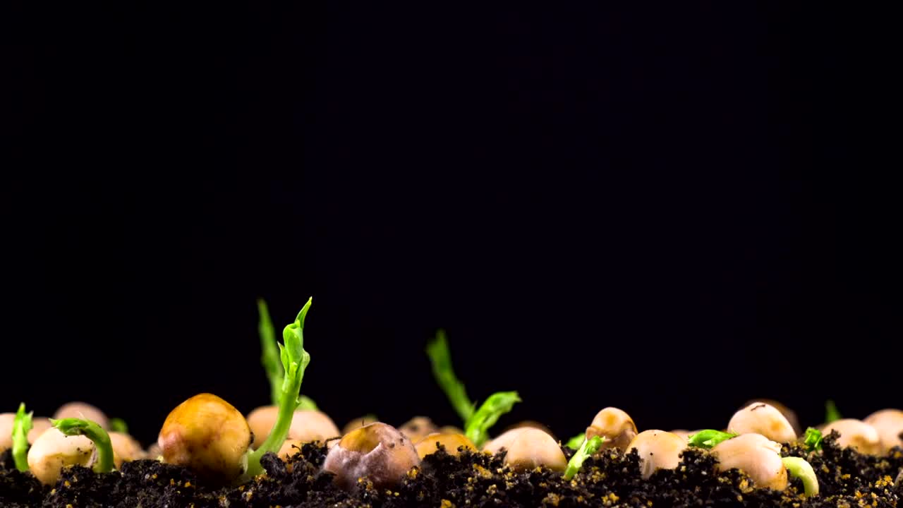Stock Video Peas Beans Germination Live Wallpaper - Free Download