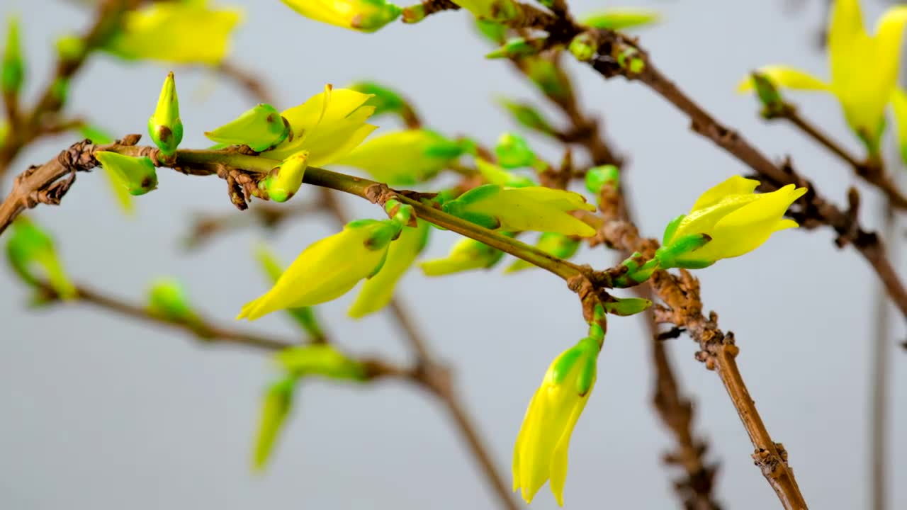 Free Stock Video Yellow Flowers Blooming On The Branches Of A Tree Live Wallpaper - Free Download