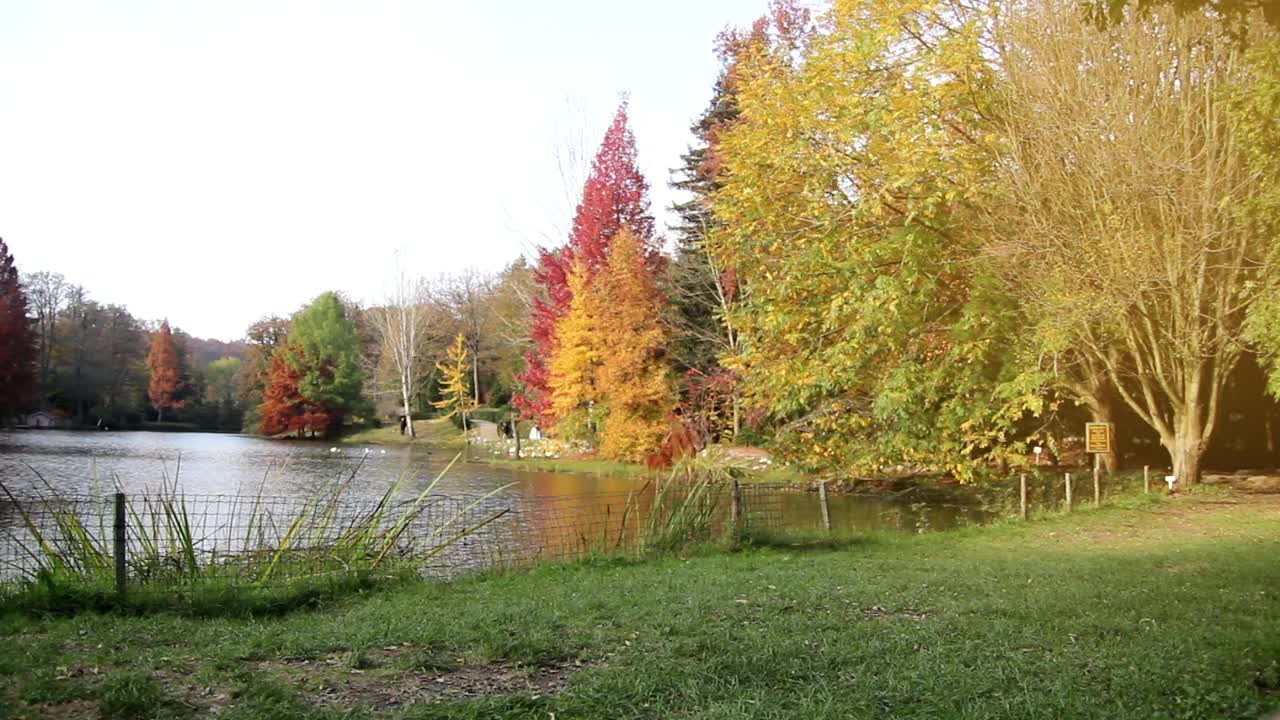 Stock Video Man Walking On A Park In Autum Animated Wallpaper - Free Download