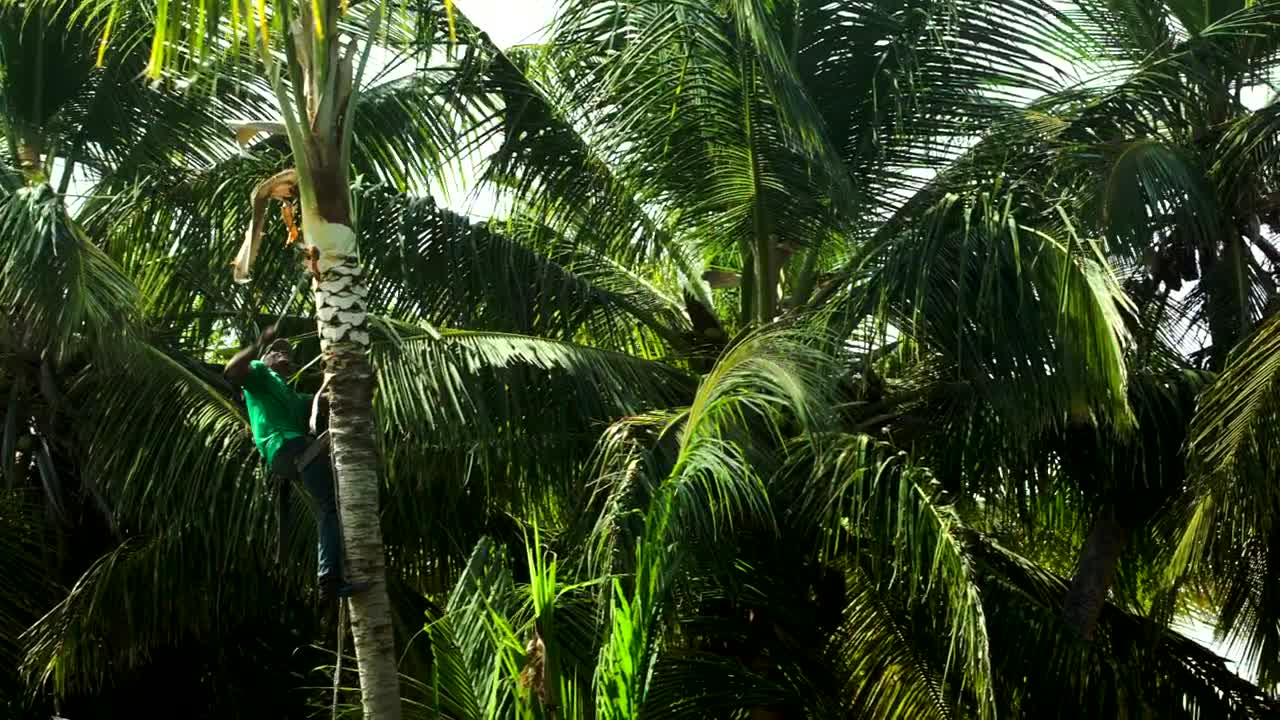 Stock Video Man Cutting Down Branches Animated Wallpaper - Free Download